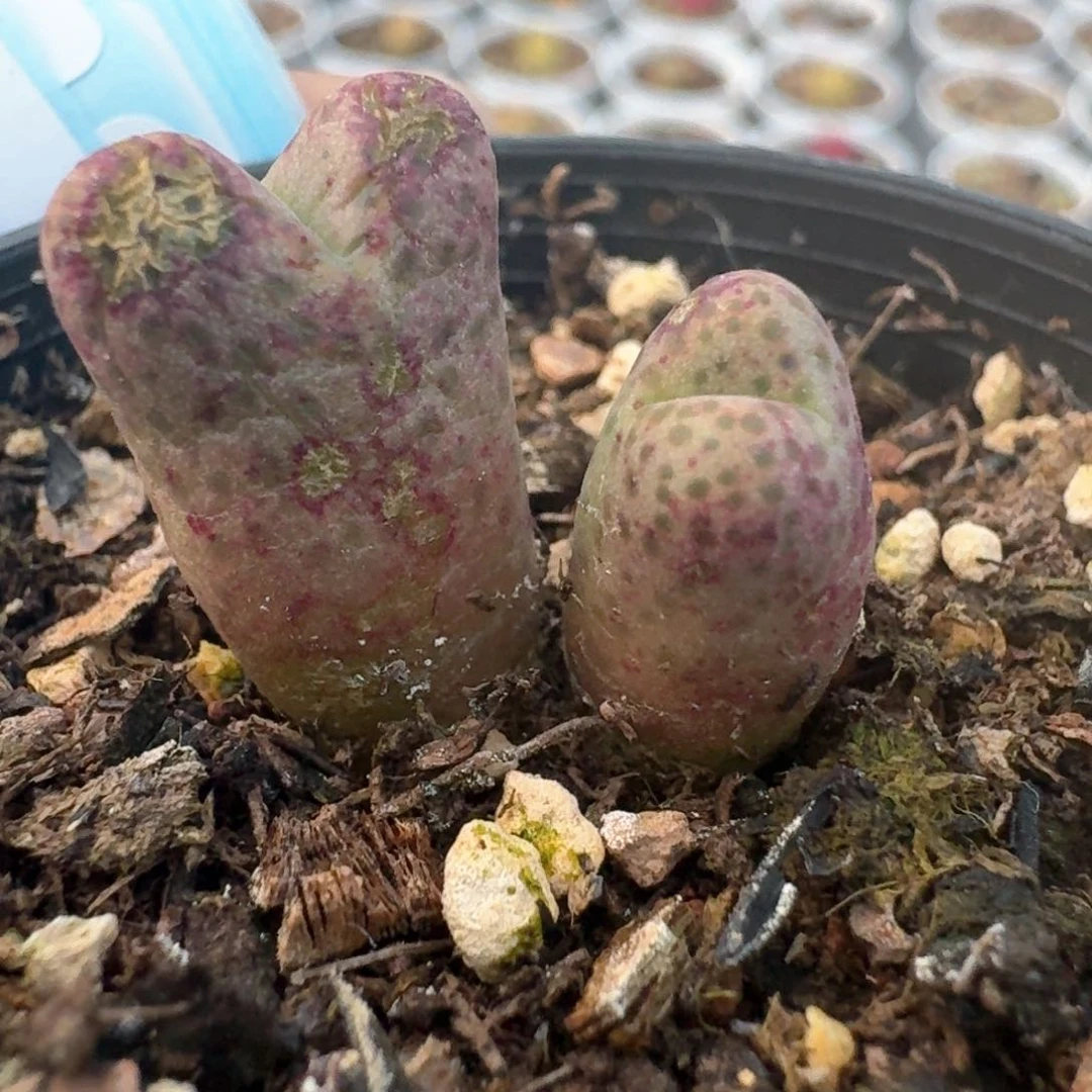 76带盆土发货斑马0000