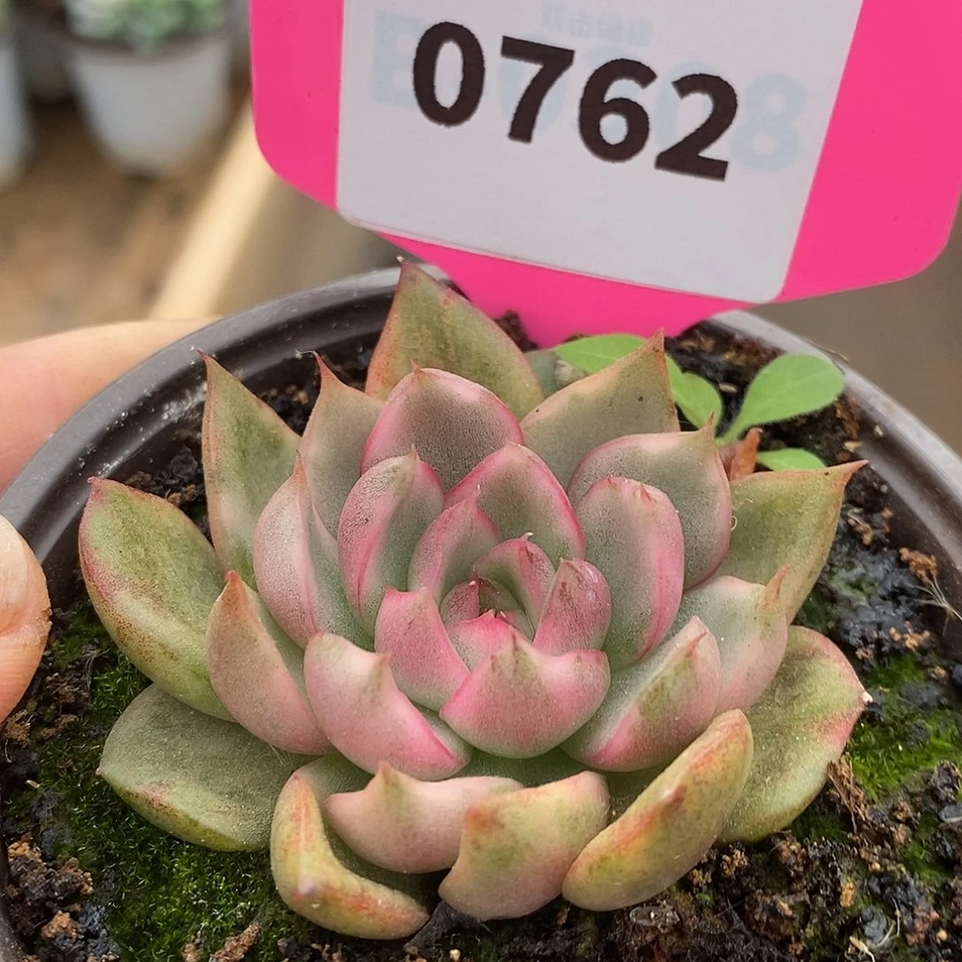 762野马哈哈哈哈哈哈哈