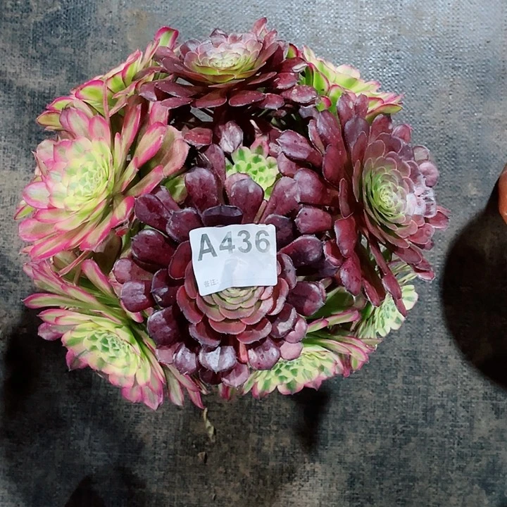 多肉舞天姬法师锦福利436