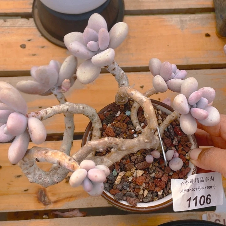 谢谢你的支持000001106