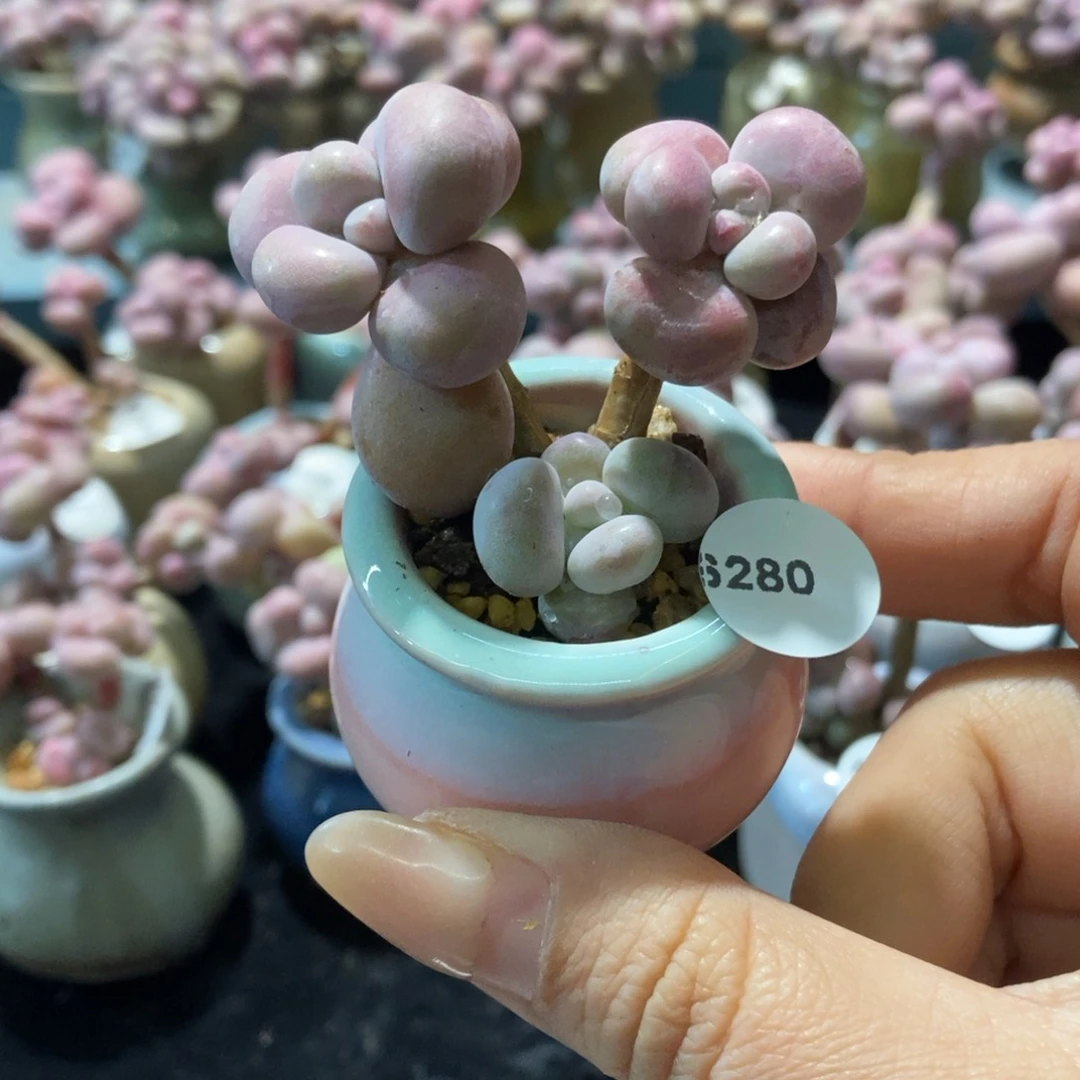 6280糖果腰子蛋带盆土