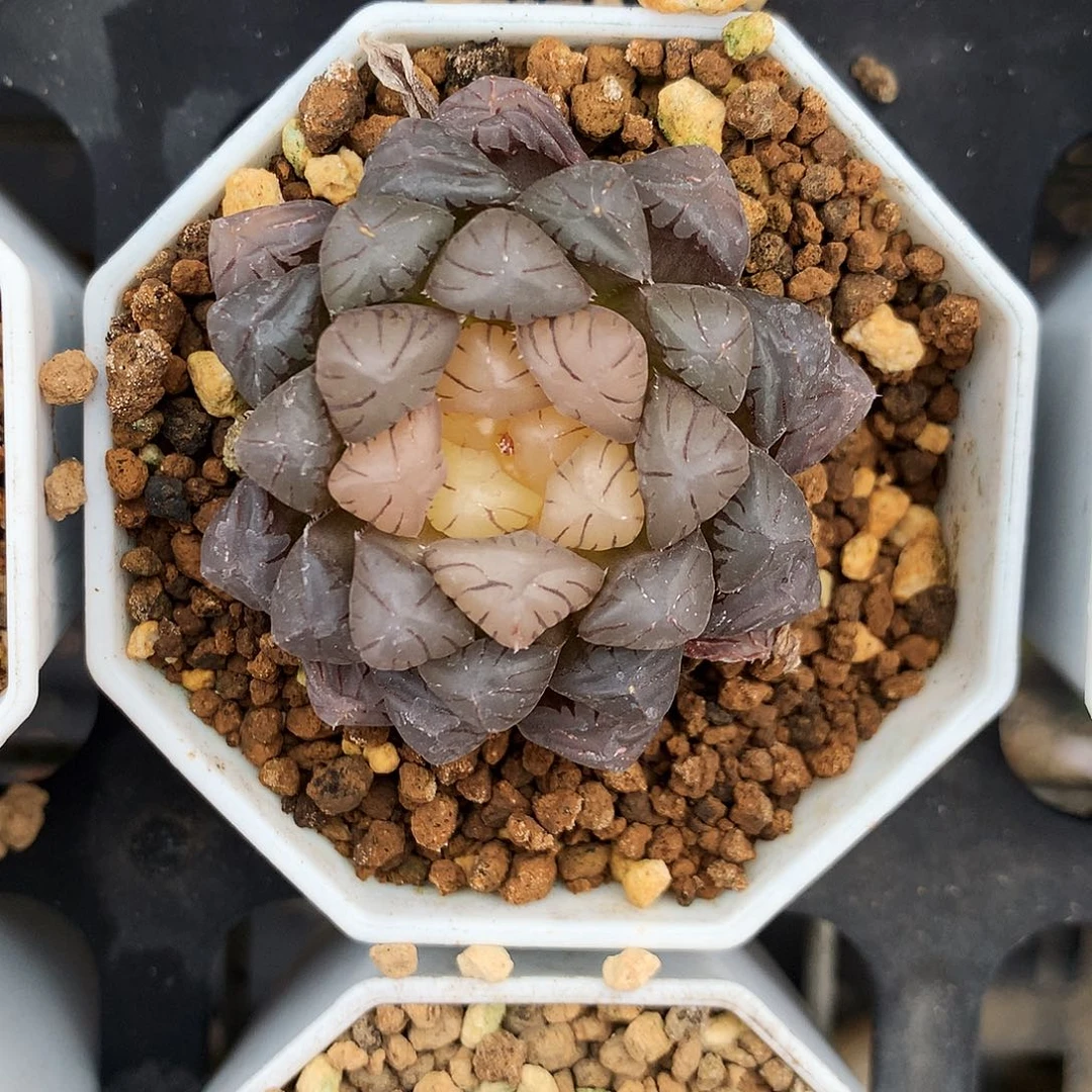 初桔，一物一拍，65号，