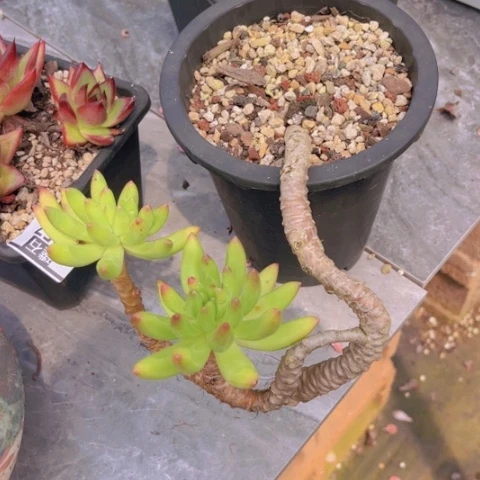 不知名美人杂2058多肉