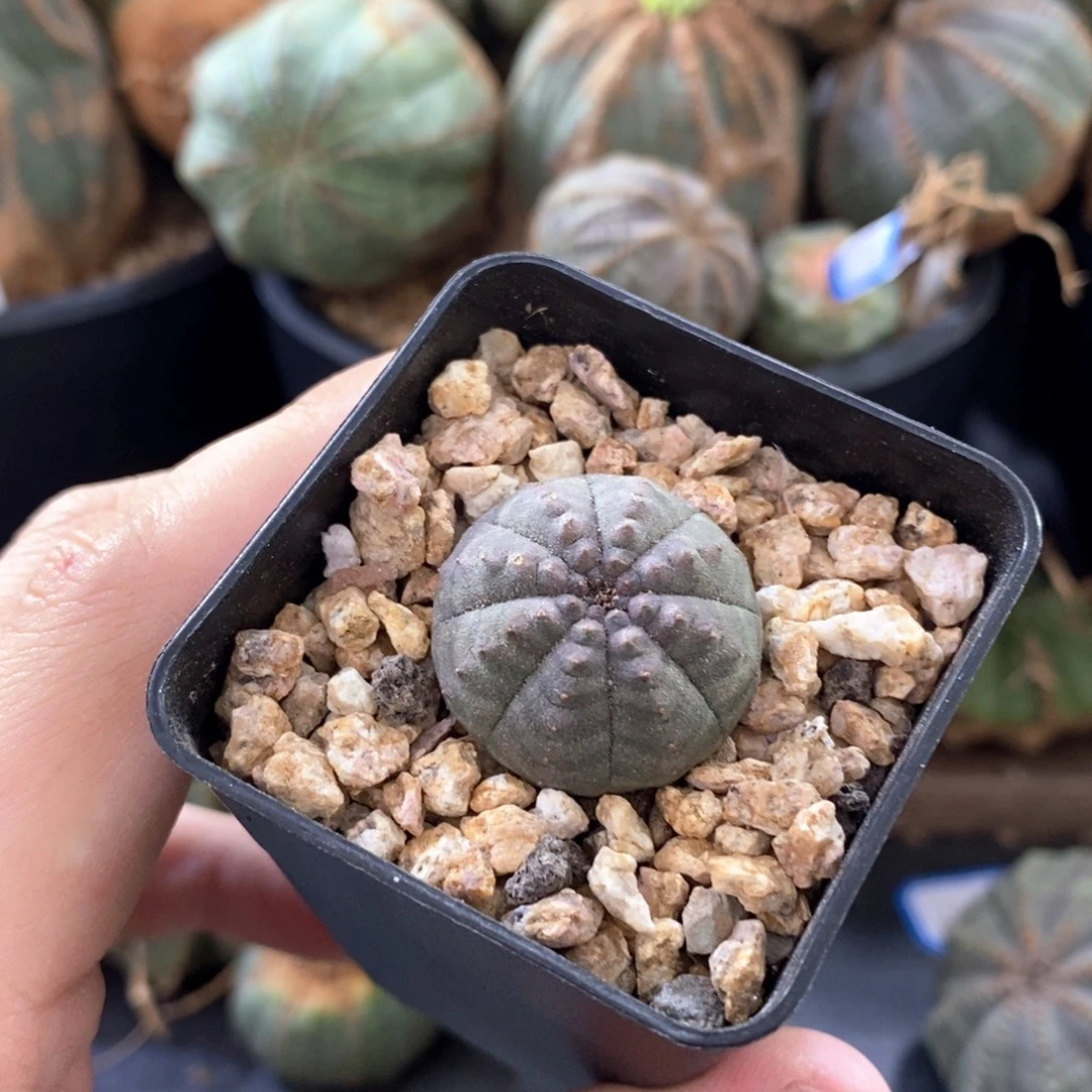 27 欧系实生布纹球多肉植物