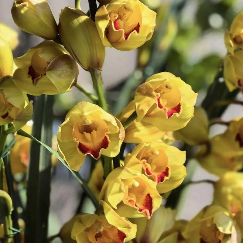 金光 大花蕙兰年宵花盆栽花卉多年生室内阳台易养护