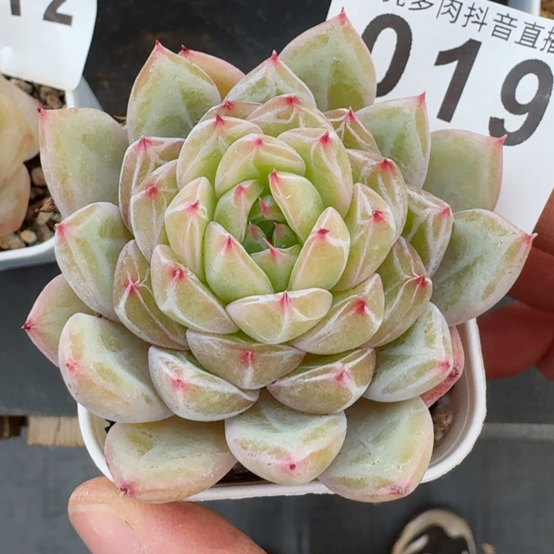 雪花珍妮         精品多肉