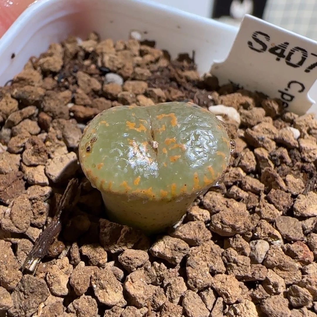 肉锥多肉植物组合-K勋764