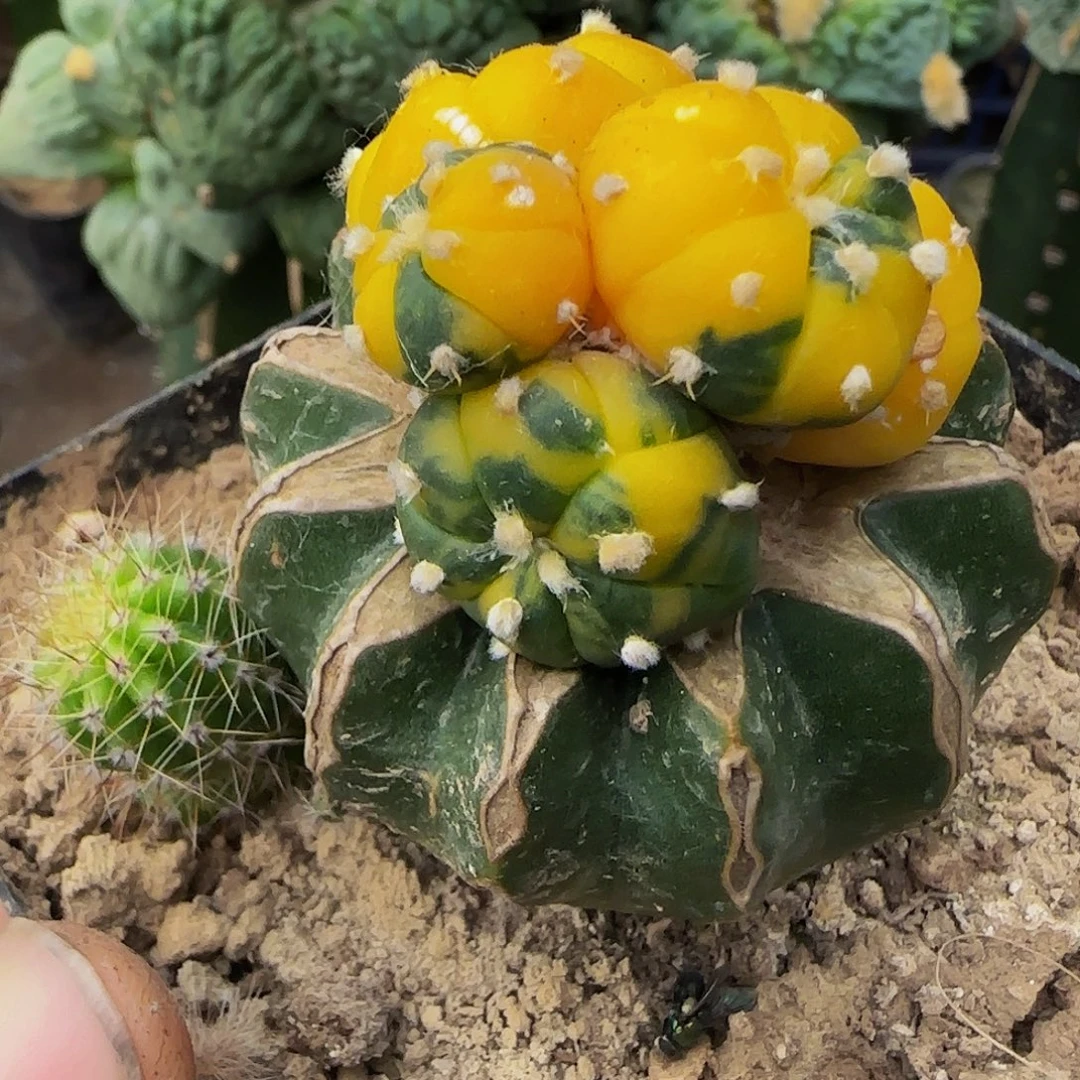 兜锦群头一098仙人球开花