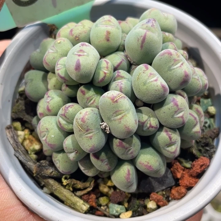 口笛群587号的多肉啊啊