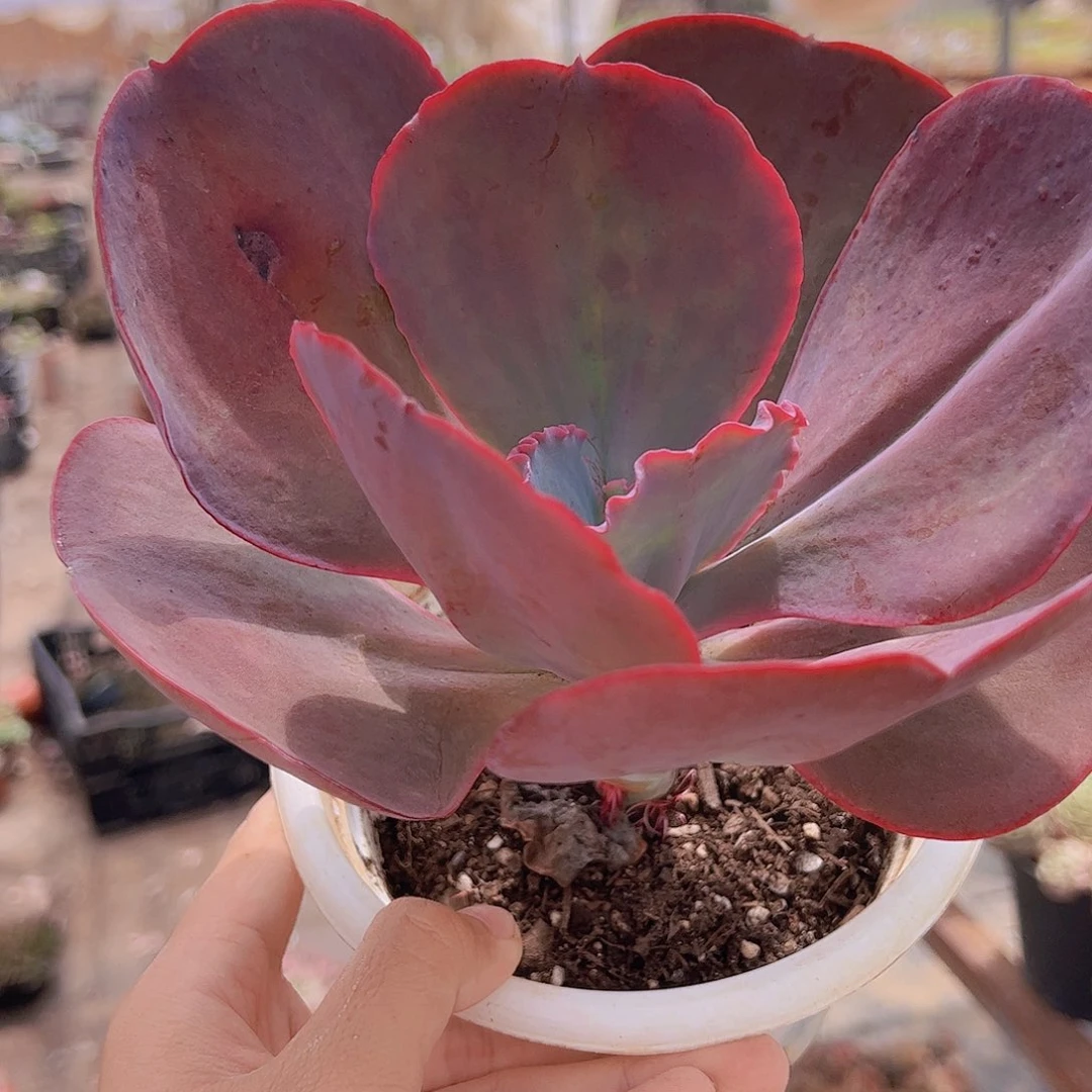 天空之城精品多肉植物