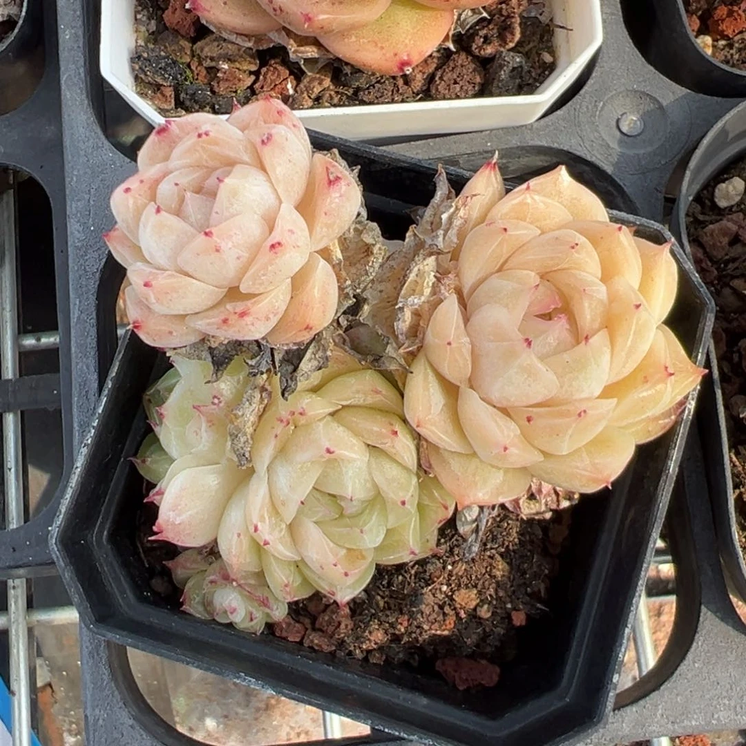 优选5号女王9029