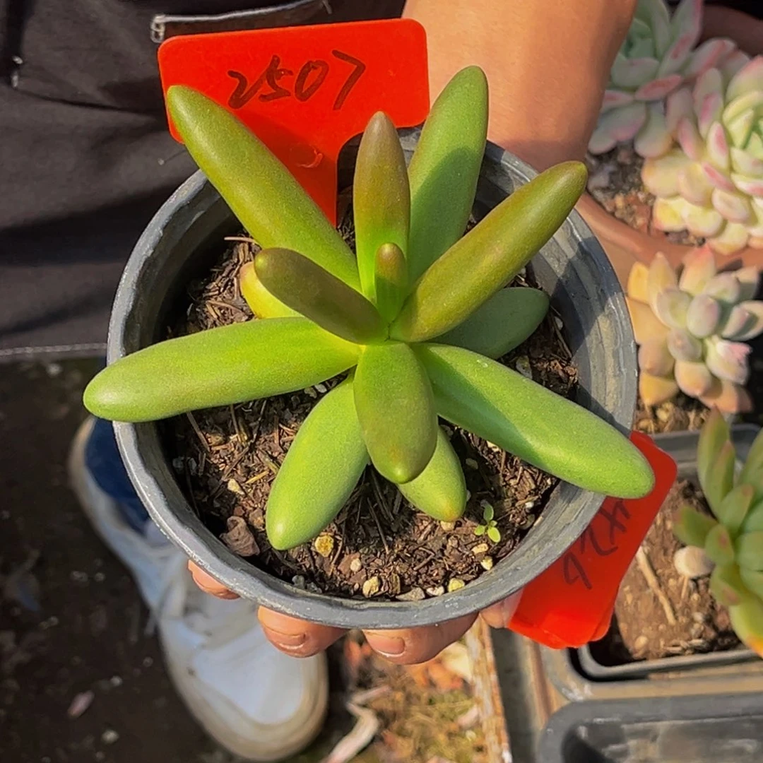 ?****颜2507号上午多肉植物群生多肉