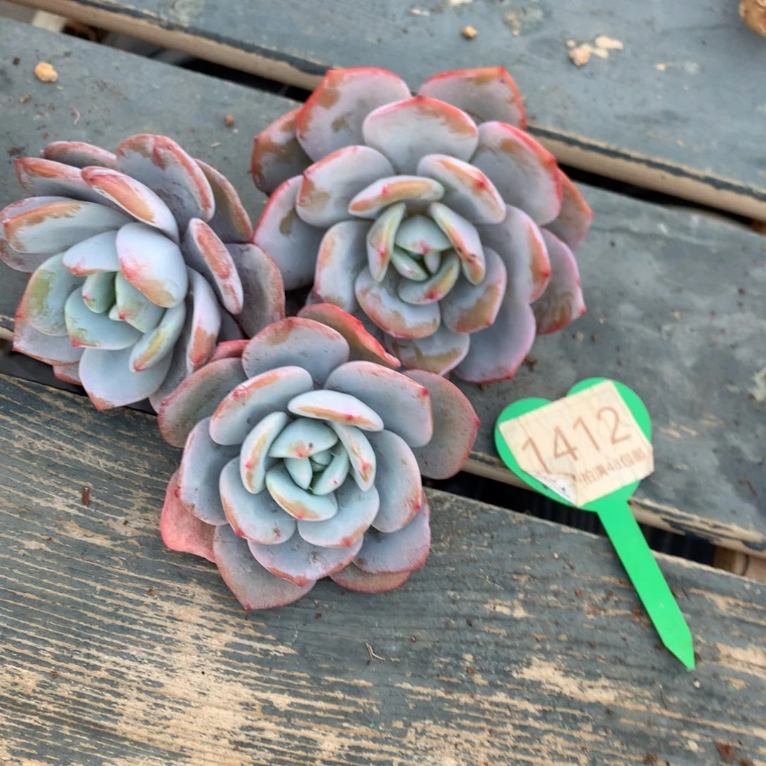 韩版奶茶三个开播福利