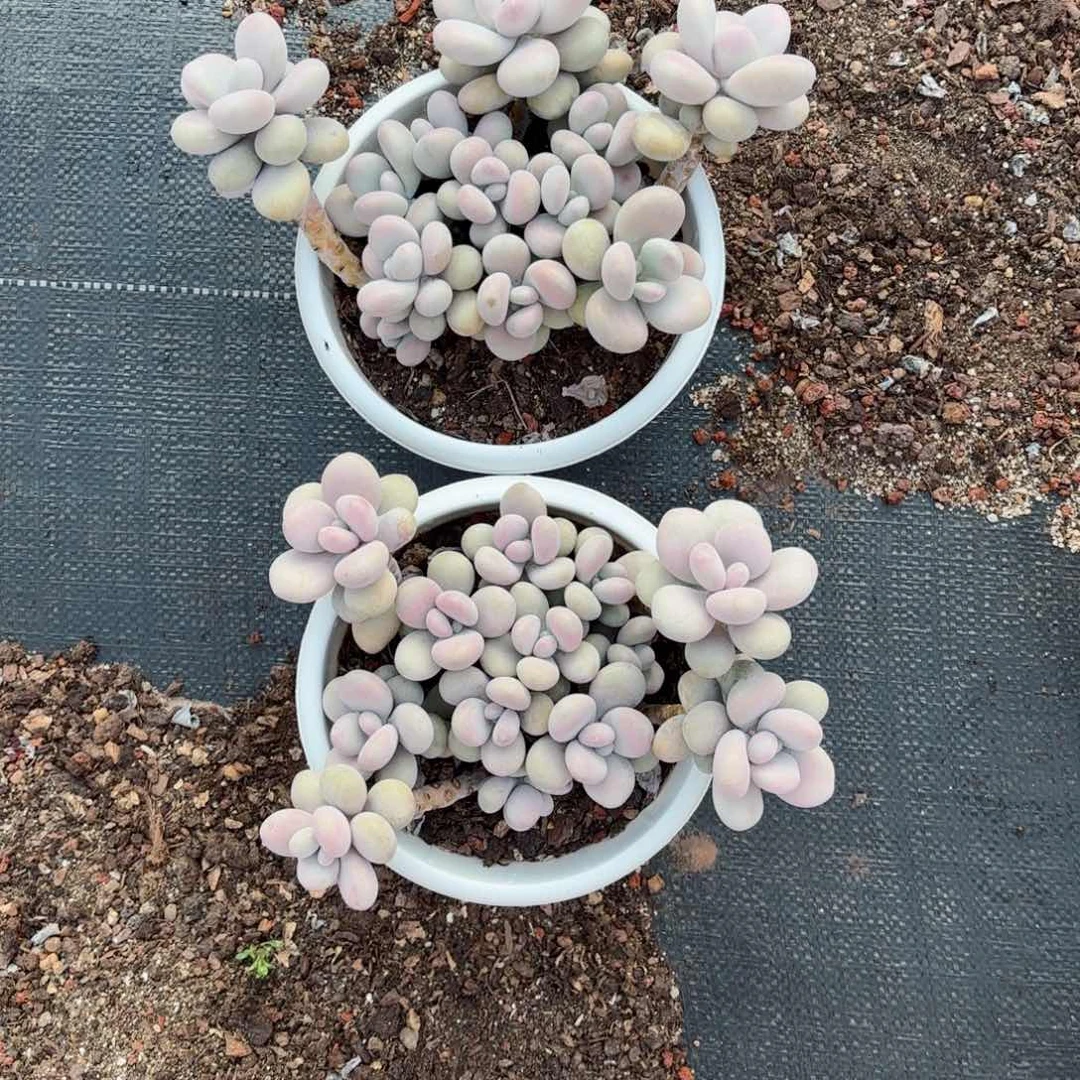 暖*宝桃蛋两颗17-1。