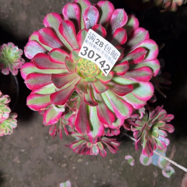 李***子30742祝融不包断枝