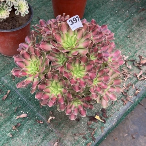 豆****397韶华手捧多肉，