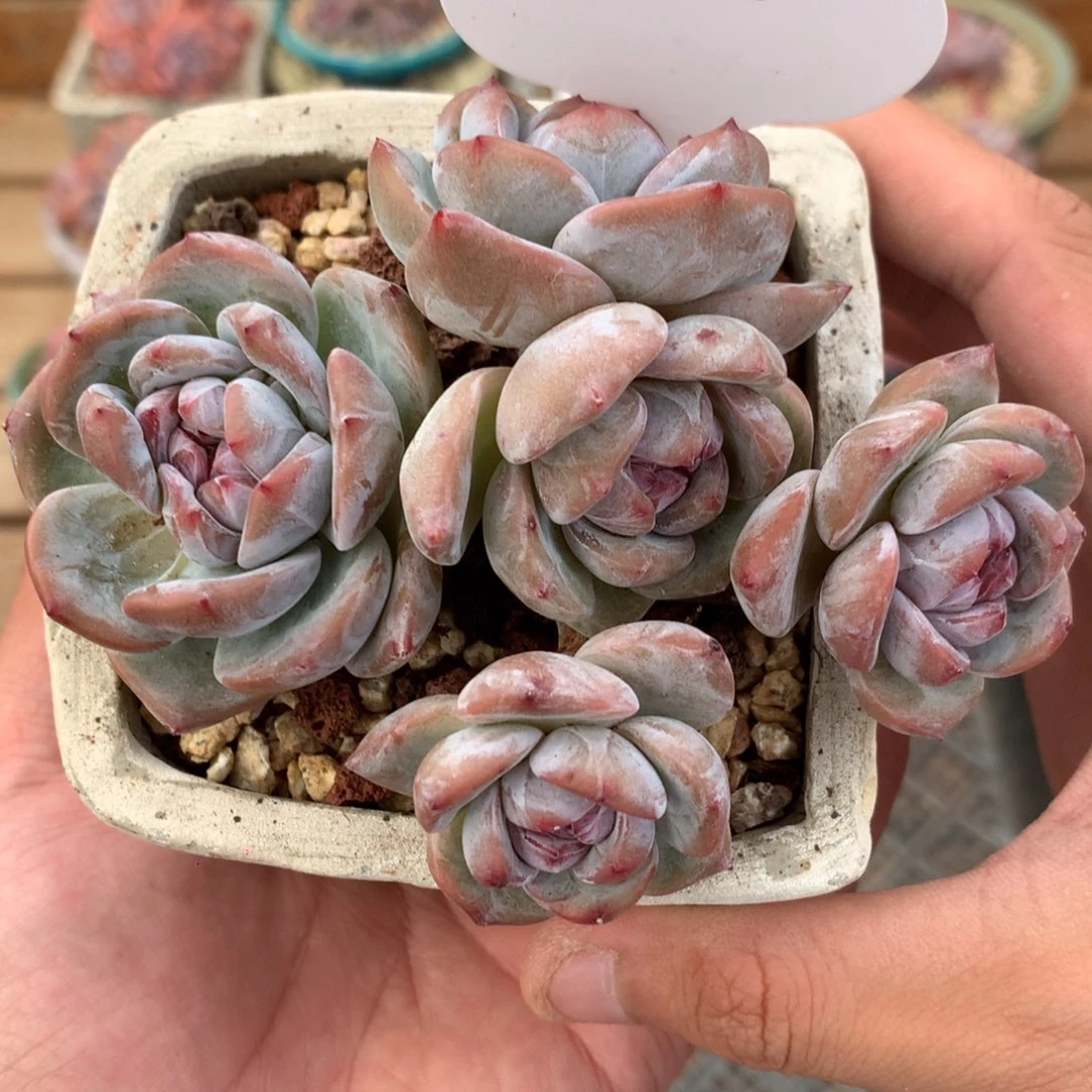 A0175 星影飘枝有砍 10cm