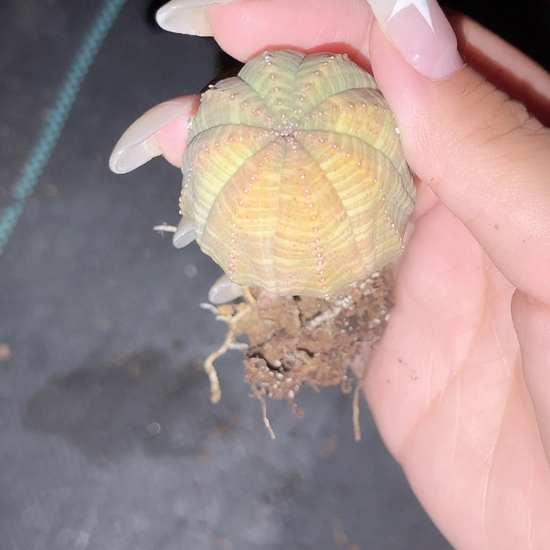 多肉植物欧系布纹球