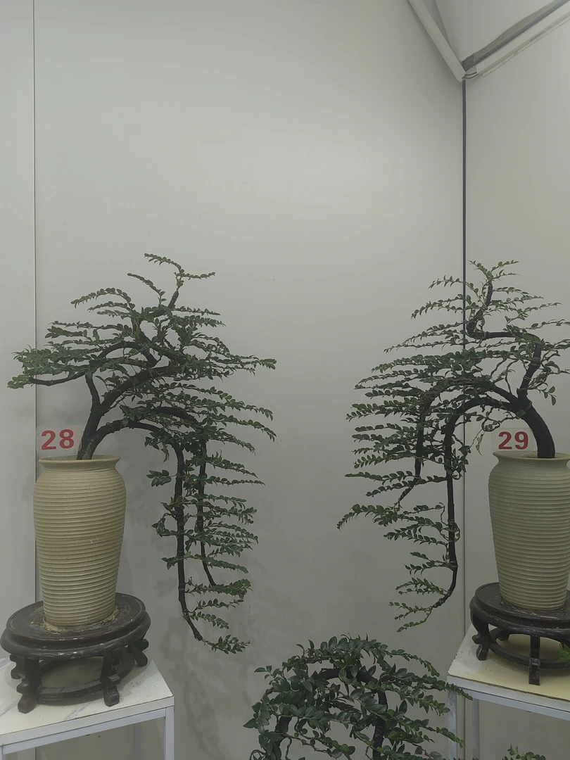 迎客松造型黑骨茶，高端大气上档次小叶紫檀（一物一拍）