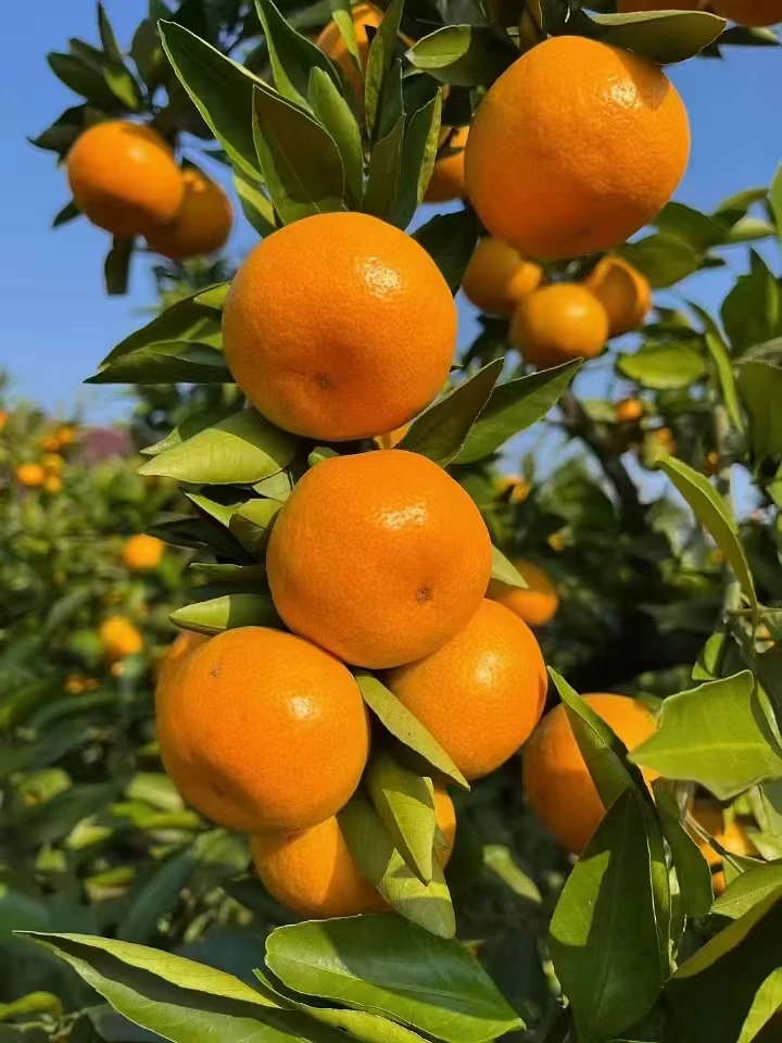 湖南石门柑橘之乡石门蜜桔桔子邵佳一