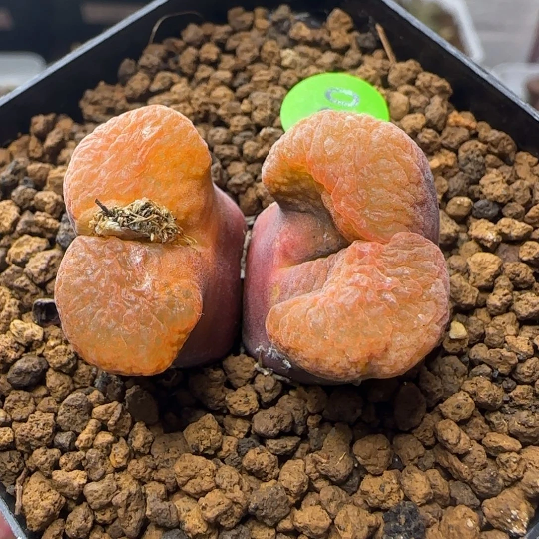 漂漂亮亮多肉植物980
