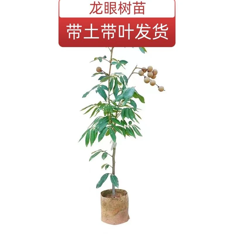 【带土带叶】正品龙眼苗嫁接苗四季龙眼盆栽地栽四季开花结果