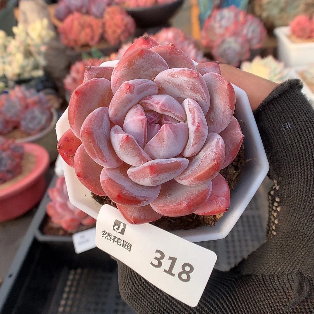 318常星星多肉植物6666