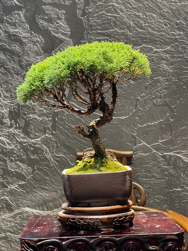 精品源生济州真柏盆景。