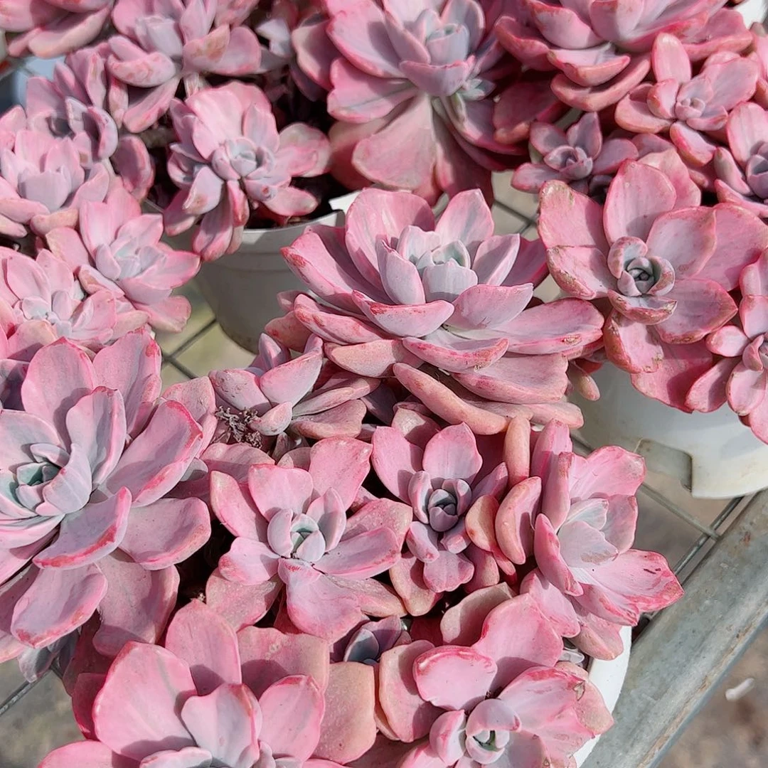 理查德夫人整装精品贵货