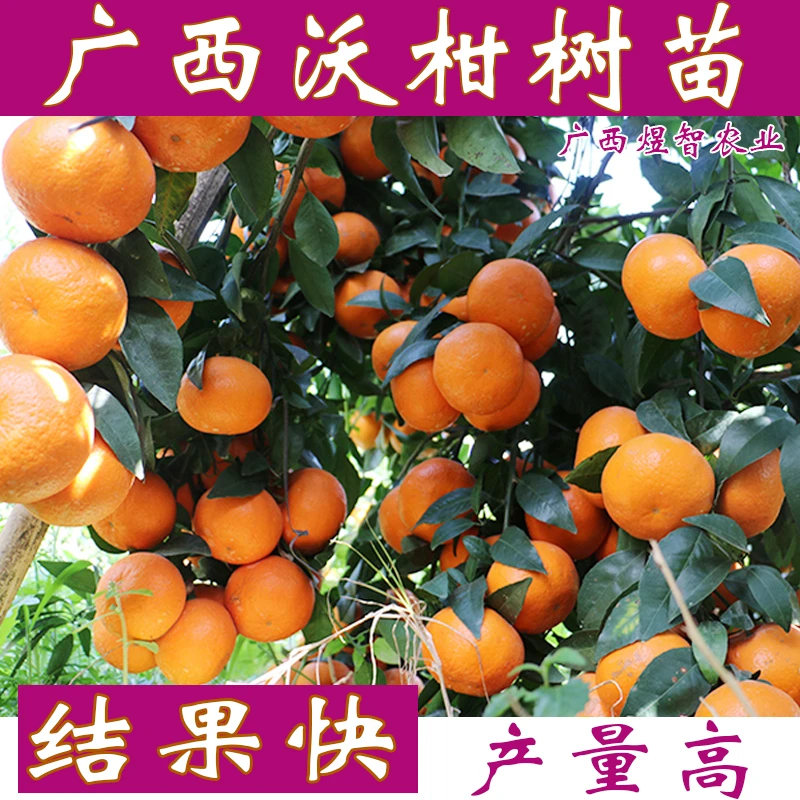 广西武鸣沃柑树苗091沃柑橘子苗果树南方盆栽水果树苗南北方种植