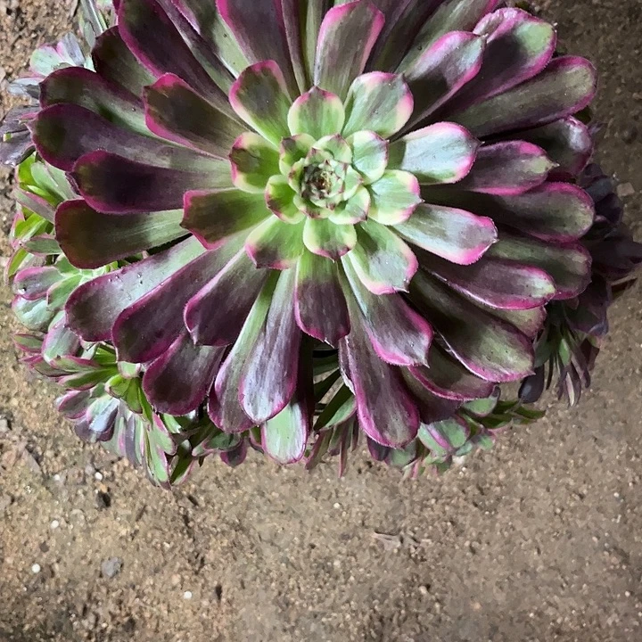 多肉植物紫烟锦…………