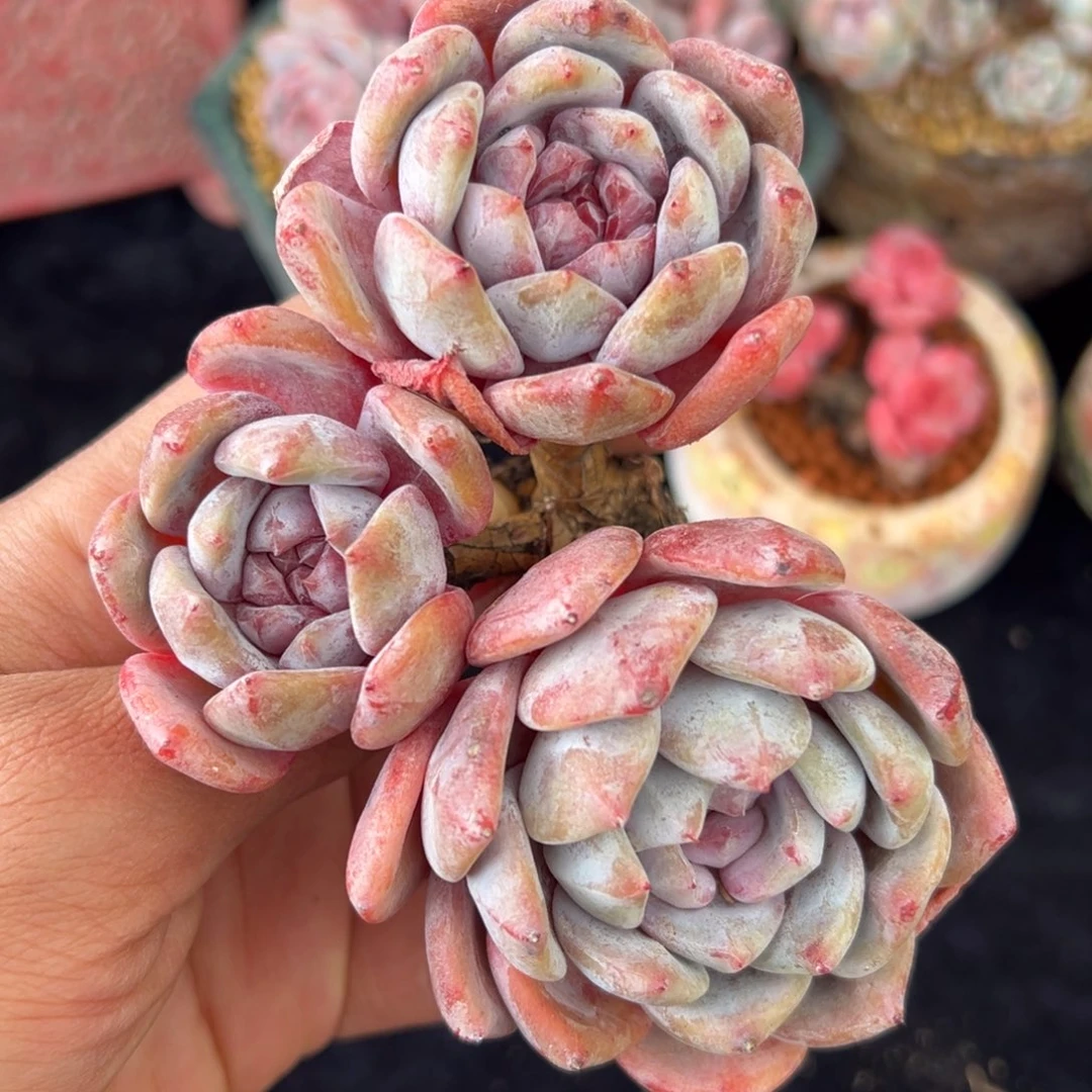 新年快乐 新年快乐