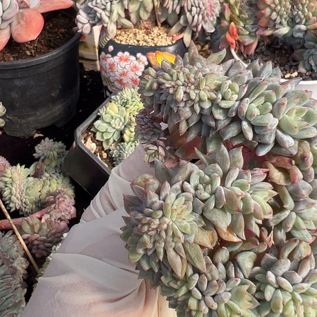 新年快乐 新年快乐