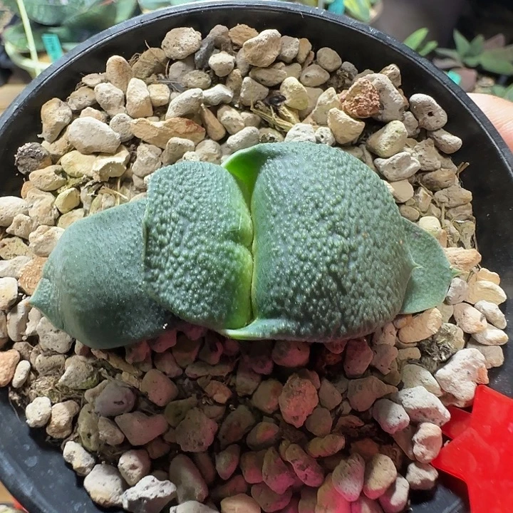 折边卧牛亚成株卧牛
