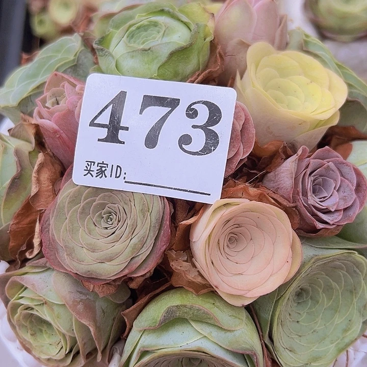 Y***J473罗马盆一物一拍玫瑰