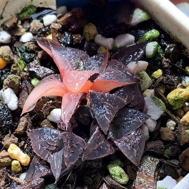 654酒吞錦特選福利一物