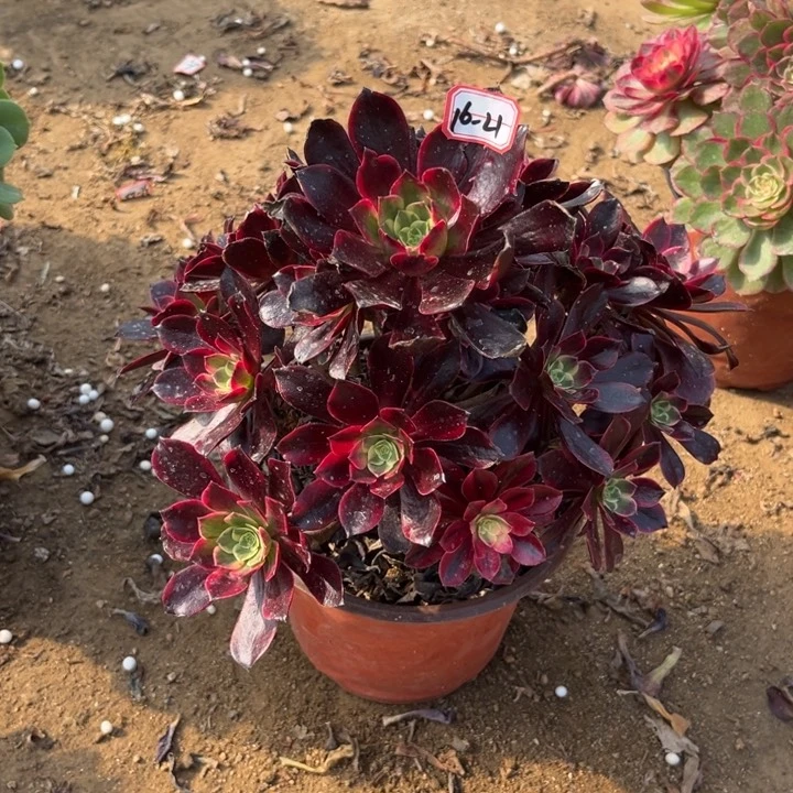 16-21金丝多肉植物