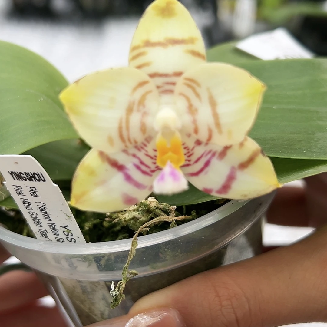 完全开放9165y s s1191