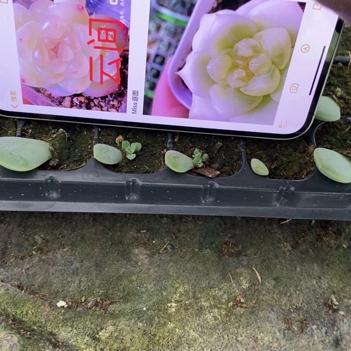 云间芽苗一个多肉