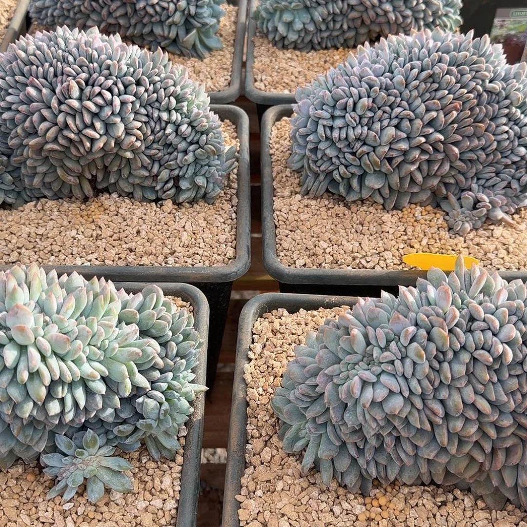 祖***花小花星影专拍链接