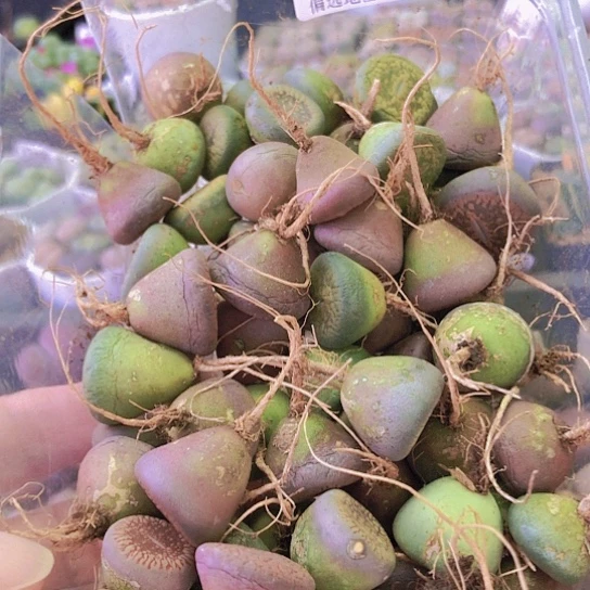 无花朵0373，有点干彩色日轮1.7厘米左右60棵