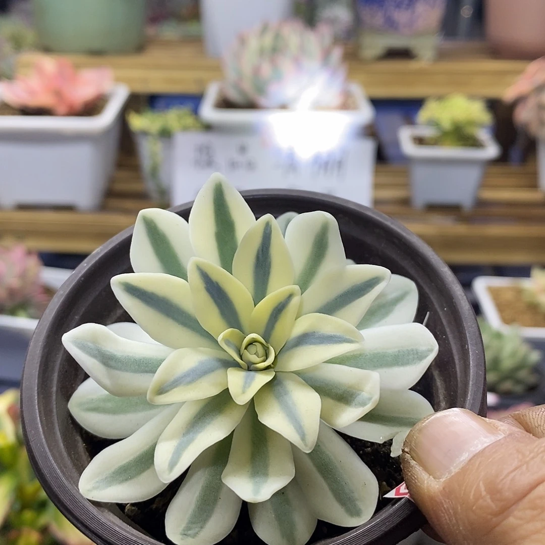 27247 富士宽覆轮锦