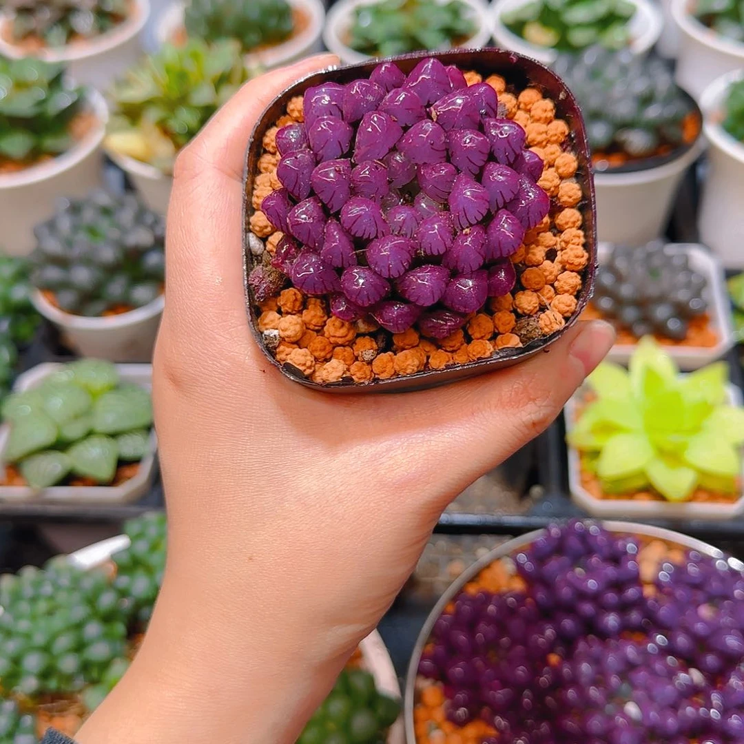 紫宝石冰灯玉露，原盆