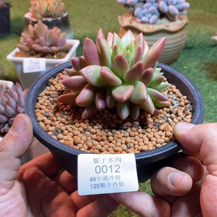 0012啊啊啊啊啊啊啊啊啊啊