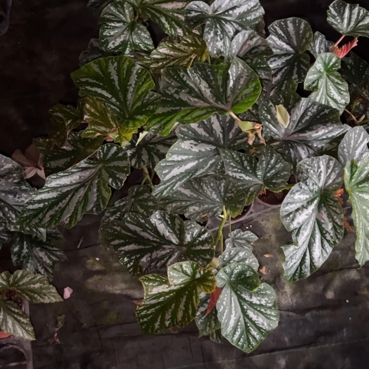 完全开放情人渡一颗