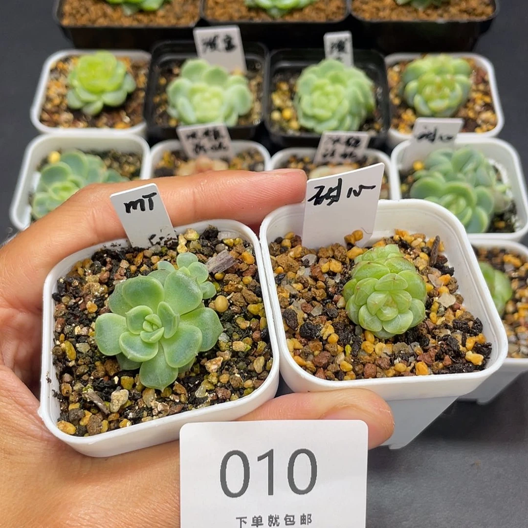 甜心蜜糖和甜心混010