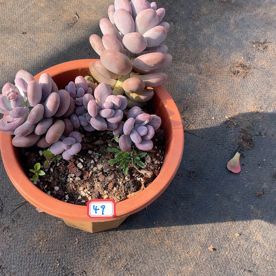 49大叶奶 一物一拍多肉