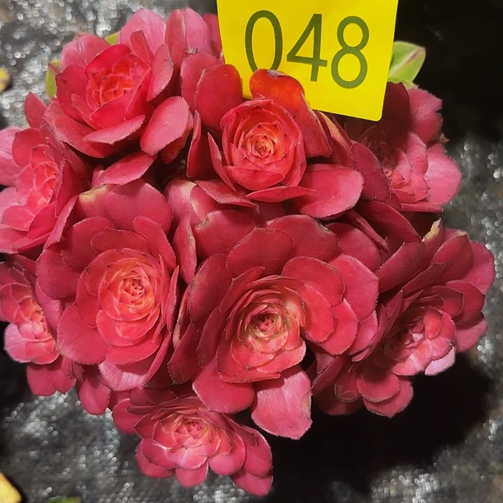 小****?多肉植物知否的048