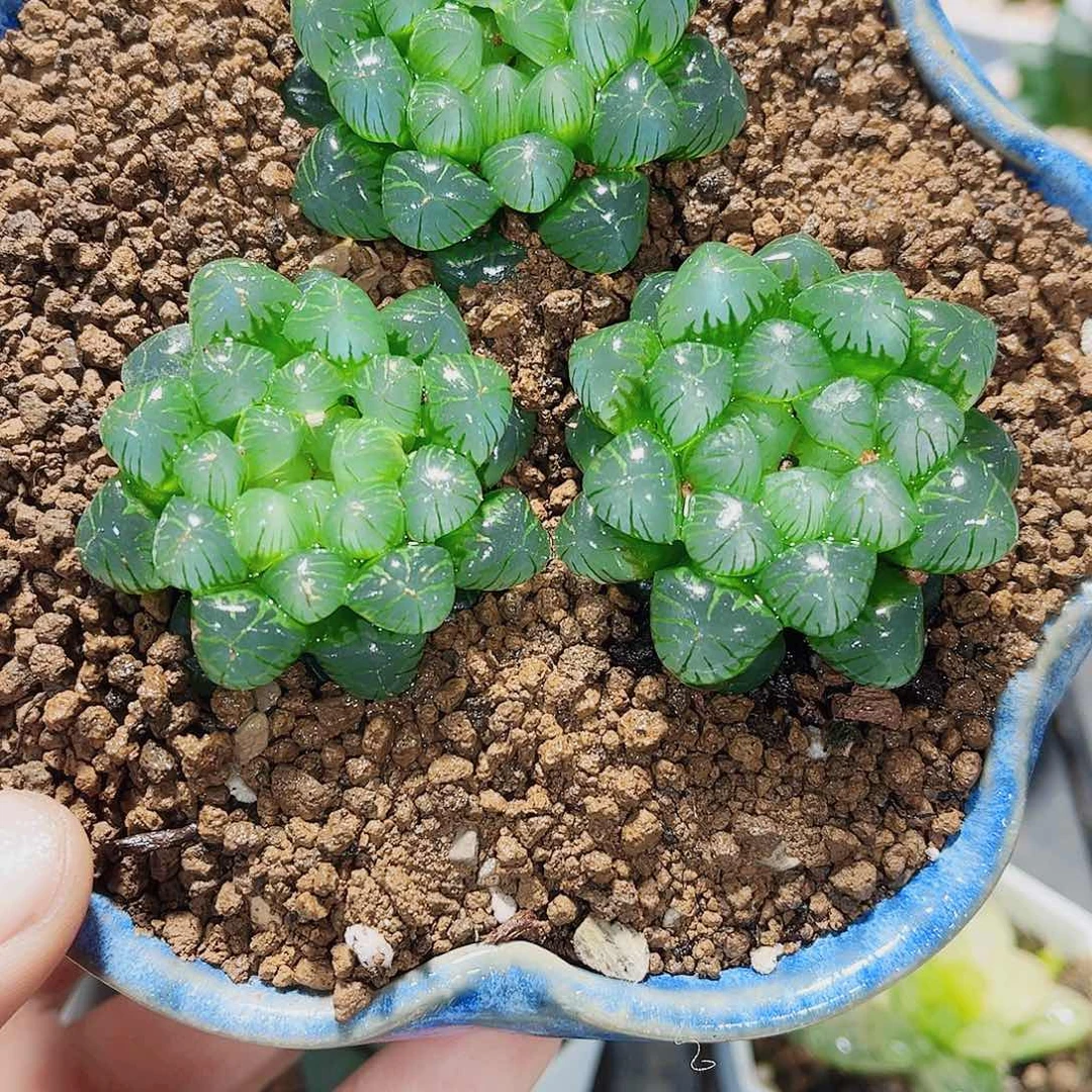 姬雨露随机三颗发货