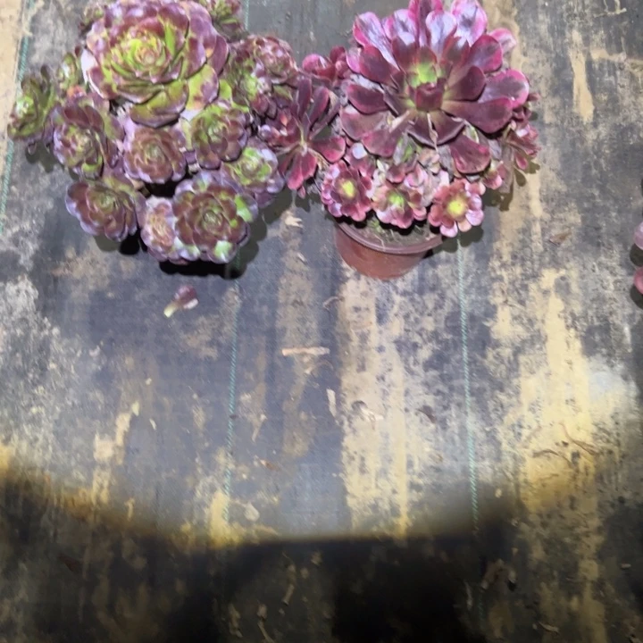 沁***源侧枝不包一物一拍14